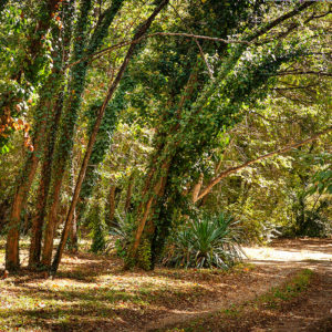 Foret du Domaine de La Male chemin